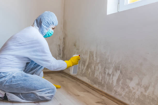 Licensed Mold Testing service in Springfield, MI - WQB Mold Removal
