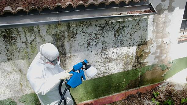 Top rated local Mold Testing specialists in Springfield, MI